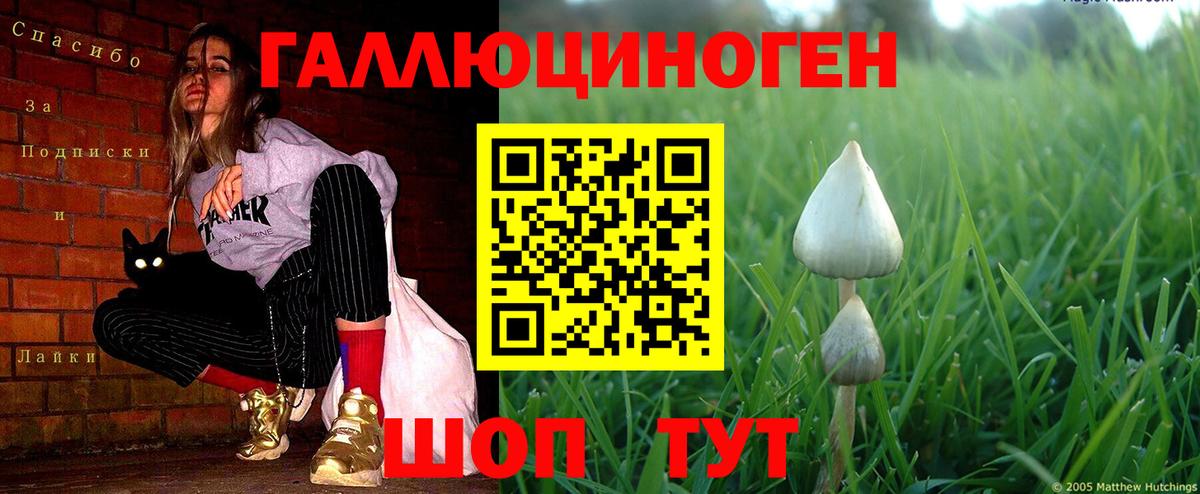 Псилоцибиновые грибы Psilocybine cubensis Екатеринбург